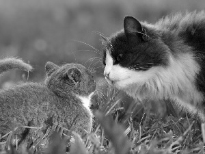 grass, cat, young