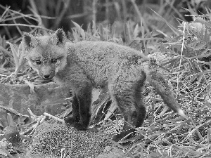 young, forest, grass, fox