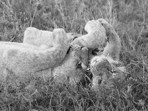 grass, Lioness, young