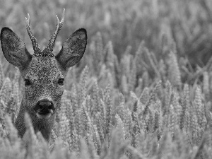 young, Meadow, grass, fawn