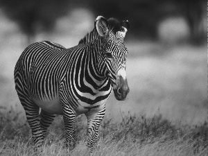 Zebra, grass