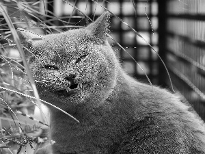 grass, Gray, British Shorthair Cat