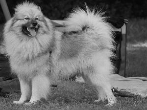 coat, Keeshond, gray and silver