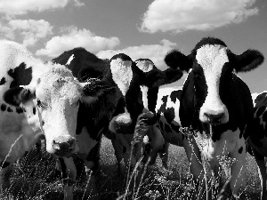 grazing, Cows, an