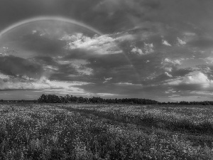 trees, Meadow, clouds, Great Rainbows, viewes, Path