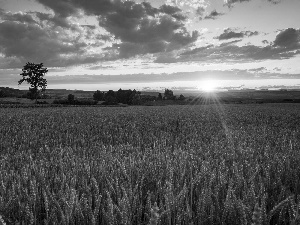 clouds, Field, Great Sunsets