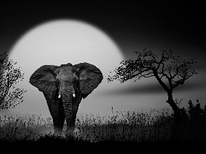 Elephant, viewes, Great Sunsets, trees