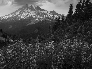 viewes, Mountains, Meadow, Washington State, lupine, Stratovolcano Mount Rainier, Mount Rainier National Park, The United States, Great Sunsets, trees