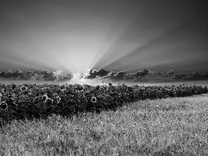 Nice sunflowers, summer, Great Sunsets, corn