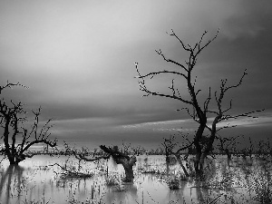 swamp, viewes, Great Sunsets, trees