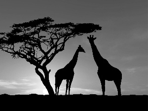 trees, giraffe, Great Sunsets