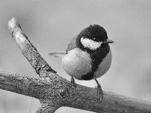 trees, tit, Great Tit