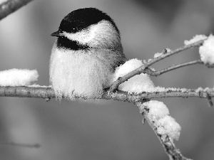 twig, tit, Great Tit, snow