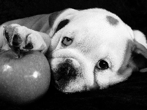 doggy, Apple, Buldog, green ones