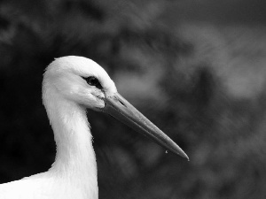 background, stork, green ones