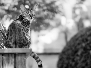 cat, Garden, green, bengal