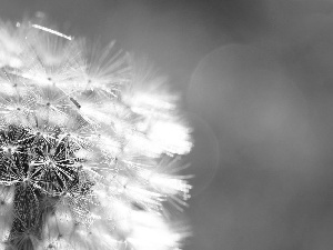 background, Common Dandelion, green ones