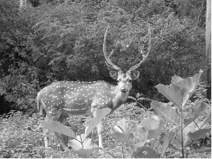 deer, green