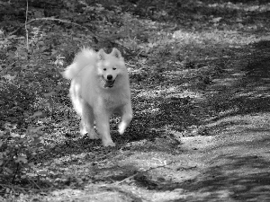 doggy, land, green, Samojed