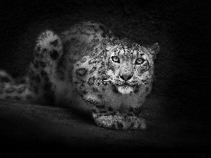 Eyes, snow leopard, green ones