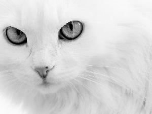 Turkish Angora, White, cat