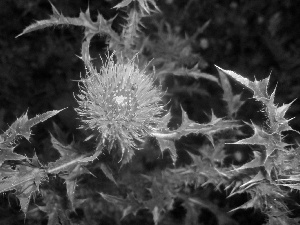 Flower, Leaf, green, teasel