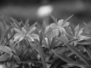 Green Hellebore, Flowers