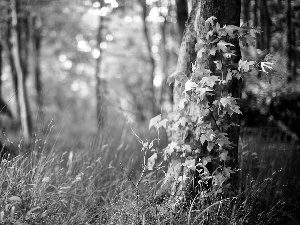 green, forest, grass