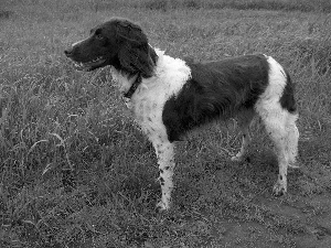 Small Munsterlander Pointer, Green, grass, Small Munsterlander