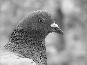 green, pigeon, Head