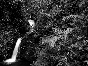 green, waterfall, jungle