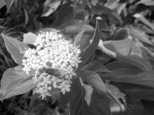 Leaf, fly, Colourfull Flowers, green ones, White