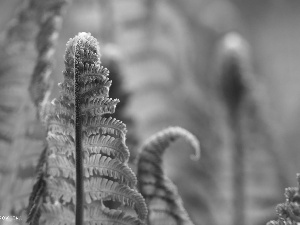 Leaf, fern, green ones