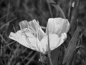 Leaf, Flower, green ones