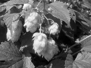 Leaf, hop, green ones