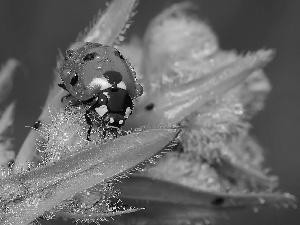 Leaf, ladybird, green ones