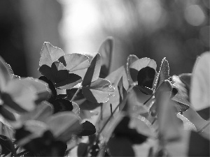 Leaf, trefoil, green ones