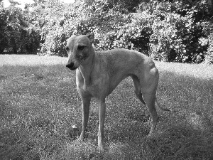 Leaf, Whippet, green ones