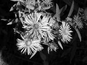 leaves, Aster, green ones