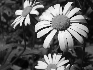 leaves, Daisy, green ones