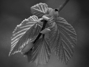 leaves, stalk, green ones