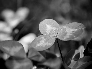 leaves, trefoil, green ones