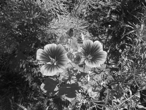 mallow, Flowers, green, Wild