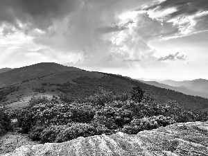 Mountains, rhododendron, green, Bush