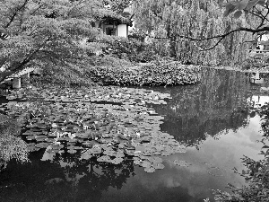 Park, Nenufary, green, Pond - car