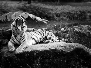 green, tiger, rocks