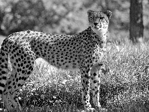 green, Cheetah, spots