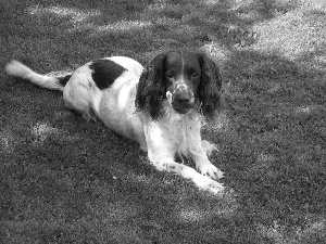 grass, English Springer Spaniel, Green