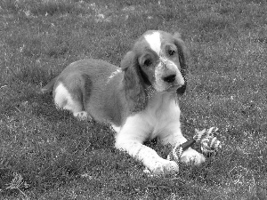 grass, Welsh Springer Spaniel, Green