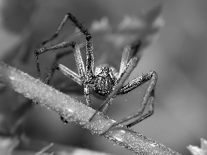 green, Spider, stalk